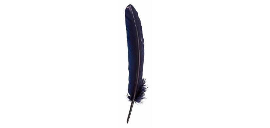 Plumes d'oie taillées 28cm