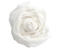 PAPIER CRÉPON, Paquet de 10 feuilles pliées 60% au format 2,50x0,50m - Blanc