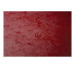 Carpetas de proyecto con gomas Cartulina lustrada 7/10e - 600 g/m2 - Lomo: 25 mm - Formato de documento: A4 - Tamaño: 25x33cm