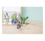 Kit starter, mini plantes