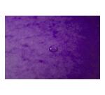 Chemise exacompta 3 rabats carte lustree 355gr a4        fermeture elastique etiquette coloris violet lot 10 unites