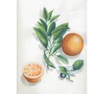 Aquarelle Prédessiné Botanique bloc collé 15F 24x30cm 300g