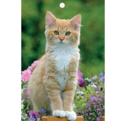 Plaque imprimée Classique 18 x 26 cm pour éphéméride - Visuels assortis