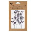 FLEURS SÉCHÉES PRÉSSÉES, Pochette de 10 pièces - Lavande