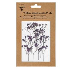 FLEURS SÉCHÉES PRÉSSÉES, Pochette de 10 pièces - Lavande
