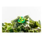 SOFTY 500 G JAUNE - Jaune