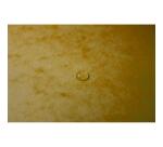 Chemise à élastiques Maxi Capacity, A4, jaune