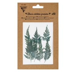 FLEURS SÉCHÉES PRÉSSÉES, Pochette de 10 pièces - Vert