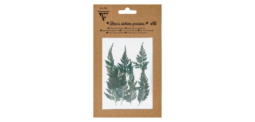 FLEURS SÉCHÉES PRÉSSÉES, Pochette de 10 pièces - Vert