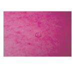 Chemise à élastiques Maxi capacity carte lustrée 425gm2 - A4 - Rose