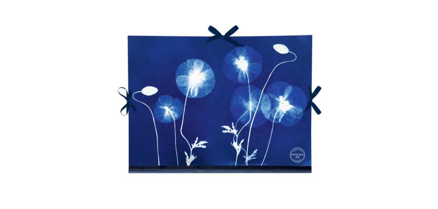 Cyanotype, Carton à dessin 28x38cm, fermeture avec 3 rubans