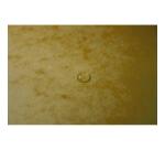 Boite de classement Exabox Dos 25mm Carte lustrée - A4