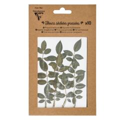 FLEURS SÉCHÉES PRÉSSÉES, Pochette de 10 pièces - Vert