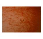 Chemise à élastiques Maxi capacity carte lustrée 425gm2 - A4 - Orange