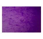 Trieur agrafé avec élastiques intérieur noir 7 compartiments - A4