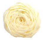 PAPIER CRÉPON, Paquet de 10 feuilles pliées 60% au format 2,50x0,50m