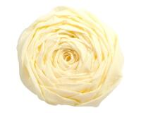 PAPIER CRÉPON, Paquet de 10 feuilles pliées 60% au format 2,50x0,50m