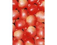 * Pochette 3 Feuilles Identiques Ref 491 - Rouge