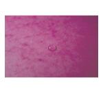 Chemise à élastique sans rabats carte lustrée 355gm2 - A4