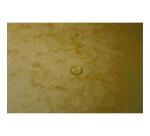 Bedrukte Elastomappen met klep - glanskarton 355g/m2 - A4