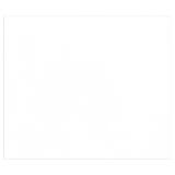 Tulipe rame 50F A3 160g - Blanc