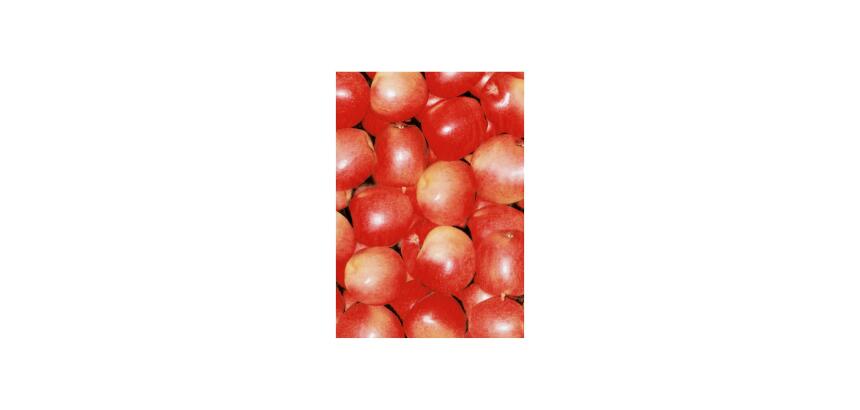 * Pochette 3 Feuilles Identiques Ref 491 - Rouge
