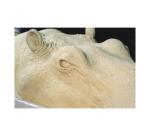 Plastiline 1kg, Hardness 60