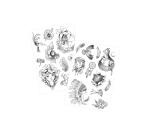 Tattoo Mania, Wild - Noir & Blanc