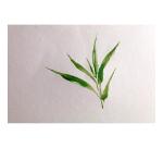 Bamboo Wirebound Album 10.5x29.7cm 250g 20 Sheets