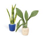 Kit starter, mini plantes