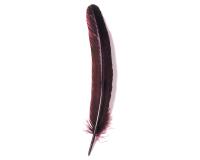 Plumes d'oie taillées 28cm