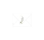 COLLECTION EUCALYPTUS, Paquet de 20 enveloppes imprimées Pollen 114x162mm 120g/m2 - Vert 1 - Vert