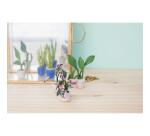 Kit starter, mini plantes