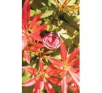 plaque 275x175 pour 36 empreintes assorties