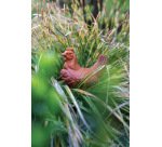 plaque 275x175 de 2 empreintes pour 1 poule couveuse 140x114 mm