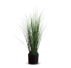 Pianta ornamentale - erba - H 55cm - Alco