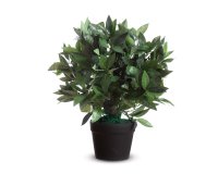 Pianta ornamentale - lauro - H 50cm - Alco