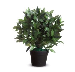 Pianta ornamentale - lauro - H 50cm - Alco