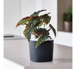 Vaso quadrato Capri - 13 L - sabbia - TeraPlast