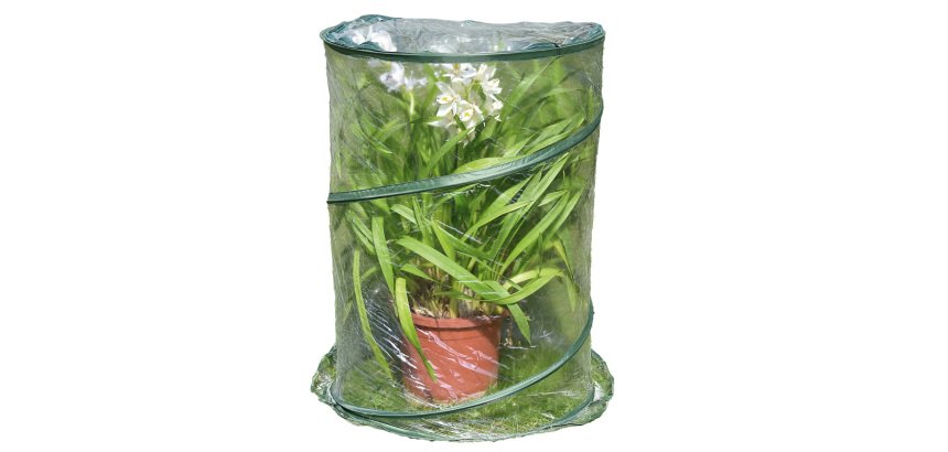 Serra Pop-up Anthurium - 70 x 100 cm - trasparente - Verdemax