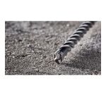 Foret beton SDS-Plus XLR 4 taillants   10x200x260mm