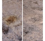 Shampooing concentré 5* - tapis, tissus pour injecteur et extracteur - 1 L