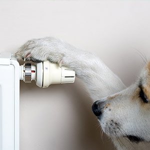 Ouaf, c’est chaud !